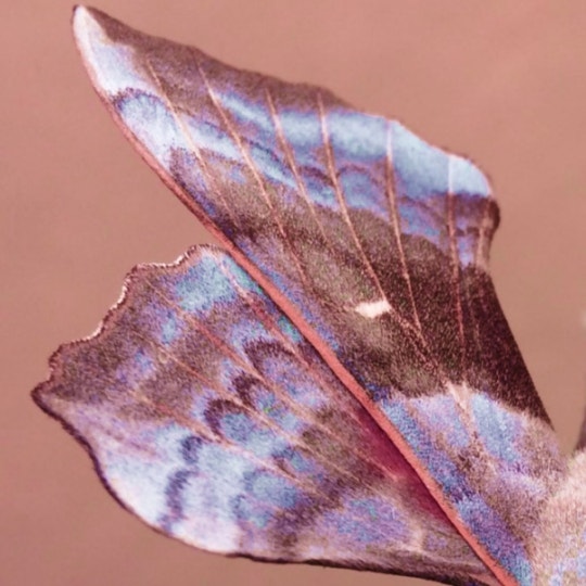 enmoth